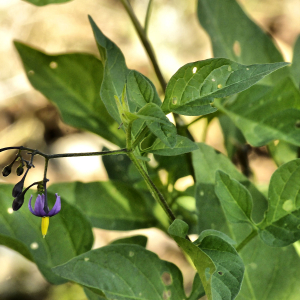 Photographie n°2383048 du taxon Solanum dulcamara L.