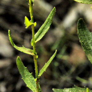 Photographie n°2383051 du taxon Arabis hirsuta (L.) Scop. [1772]