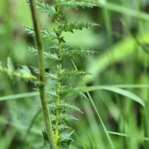 Photographie n°2383055 du taxon Tanacetum corymbosum (L.) Sch.Bip. [1844]