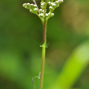 Photographie n°2383056 du taxon Tanacetum corymbosum (L.) Sch.Bip. [1844]