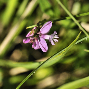 Photographie n°2383061 du taxon Polygala vulgaris L. [1753]