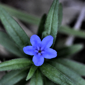 Photographie n°2383065 du taxon Buglossoides purpurocaerulea (L.) I.M.Johnst.
