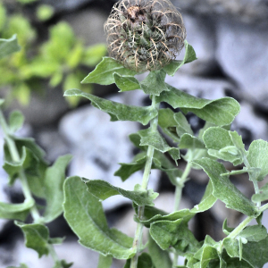 Photographie n°2383086 du taxon Centaurea pectinata L.