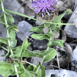 Photographie n°2383087 du taxon Centaurea pectinata L.