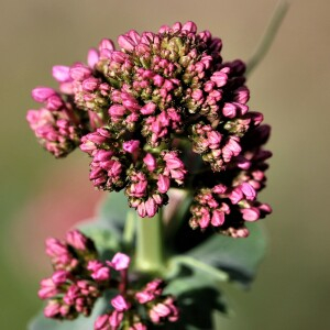 Photographie n°2383137 du taxon Centranthus ruber (L.) DC. [1805]