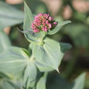 Photographie n°2383138 du taxon Centranthus ruber (L.) DC. [1805]