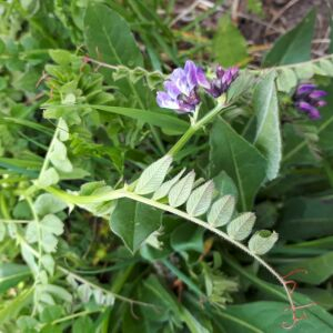 Photographie n°2383179 du taxon Vicia sepium L.