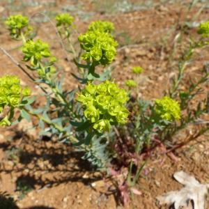 Photographie n°2383183 du taxon Euphorbia seguieriana Neck. [1770]