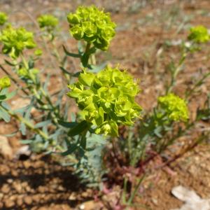 Photographie n°2383184 du taxon Euphorbia seguieriana Neck. [1770]