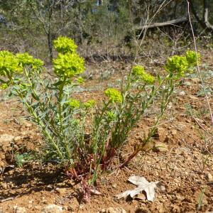 Photographie n°2383185 du taxon Euphorbia seguieriana Neck. [1770]