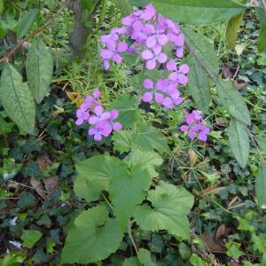 Photographie n°2383195 du taxon Lunaria annua L.