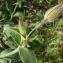  Gentia - Silene latifolia Poir.