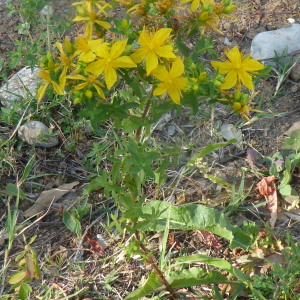 Photographie n°2383204 du taxon Hypericum perforatum L. [1753]