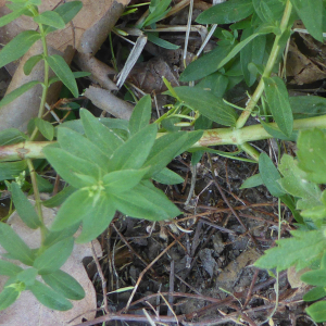 Photographie n°2383205 du taxon Hypericum perforatum L. [1753]