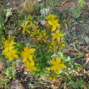 Photographie n°2383206 du taxon Hypericum perforatum L. [1753]