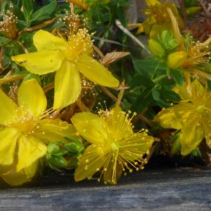 Photographie n°2383207 du taxon Hypericum perforatum L. [1753]