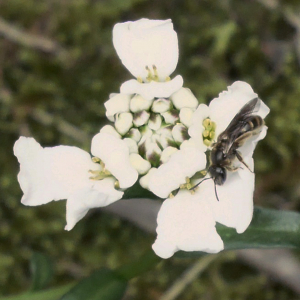 Photographie n°2383224 du taxon Iberis sempervirens L. [1753]