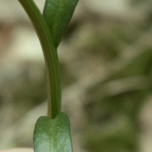 Photographie n°2383227 du taxon Iberis sempervirens L. [1753]