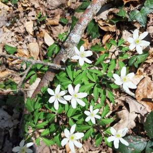 Photographie n°2383229 du taxon Anemone nemorosa L.