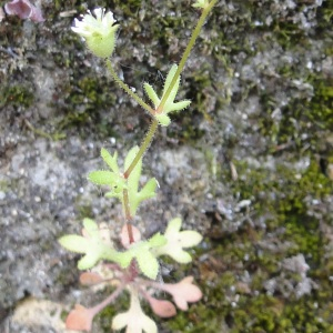 Photographie n°2383230 du taxon Saxifraga tridactylites L.