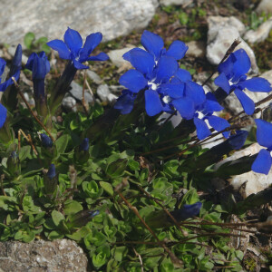 Photographie n°2383290 du taxon Gentiana verna subsp. verna