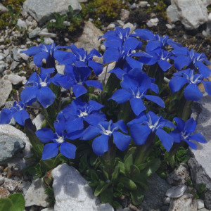 Photographie n°2383291 du taxon Gentiana verna subsp. verna