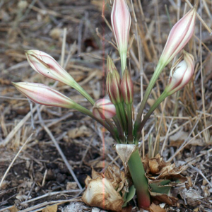 Crinum bulbispermum (Burm.f.) Milne-Redh. & Schweick. (Hardy Swamp-lily)