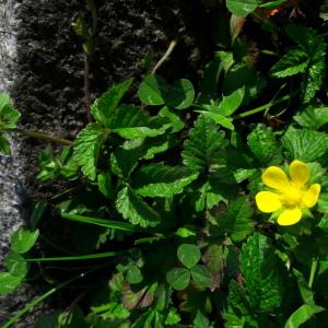 Photographie n°2383357 du taxon Duchesnea indica (Andrews) Focke