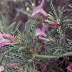 Adansonia digitata L.