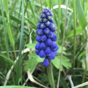 Photographie n°2383390 du taxon Muscari neglectum Guss. ex Ten. [1842]