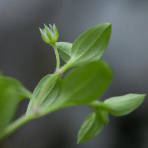 Arenaria pentandra (J.Gay) Ardoino (Sabline à cinq étamines)