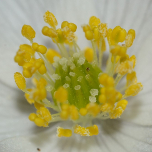 Photographie n°2383483 du taxon Anemone nemorosa L. [1753]