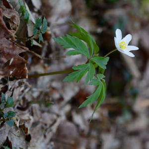 Photographie n°2383484 du taxon Anemone nemorosa L. [1753]