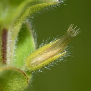 Photographie n°2383490 du taxon Cerastium glomeratum Thuill. [1799]