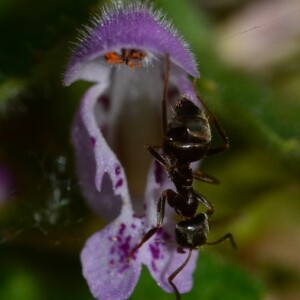 Photographie n°2383500 du taxon Lamium purpureum L. [1753]