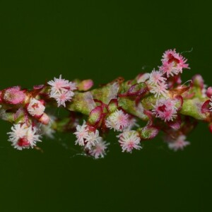  - Rumex acetosa subsp. acetosa