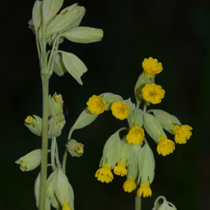 Photographie n°2383505 du taxon Primula veris var. veris