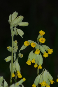 Louis Ton, le 30 mars 2020 (Saint-Cyr-la-Roche (La Chapelle Salamard))