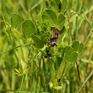 Photographie n°2383585 du taxon Vicia serratifolia Jacq.