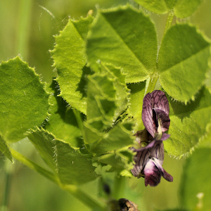 Photographie n°2383586 du taxon Vicia serratifolia Jacq.