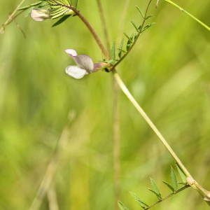 Photographie n°2383587 du taxon Vicia lutea L. [1753]