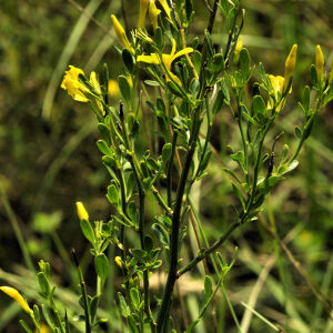 Photographie n°2383593 du taxon Jasminum fruticans L. [1753]