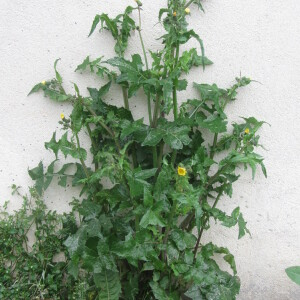 Photographie n°2383607 du taxon Sonchus oleraceus L. [1753]