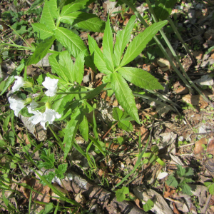 Photographie n°2383618 du taxon Cardamine heptaphylla (Vill.) O.E.Schulz [1903]