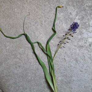 Photographie n°2383623 du taxon Muscari comosum (L.) Mill. [1768]