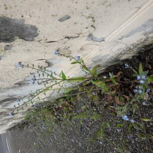 Photographie n°2383700 du taxon Myosotis arvensis Hill