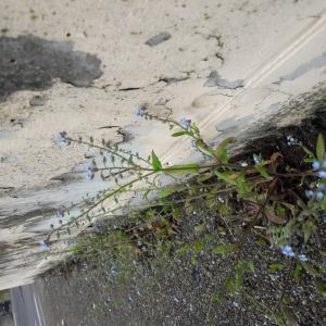 Photographie n°2383701 du taxon Myosotis arvensis Hill