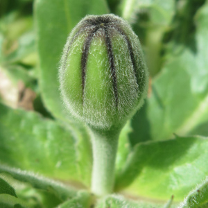 Photographie n°2383738 du taxon Urospermum dalechampii (L.) Scop. ex F.W.Schmidt [1795]