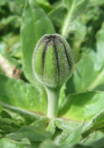 Kyomu, le 15 avril 2020 (Montpellier)