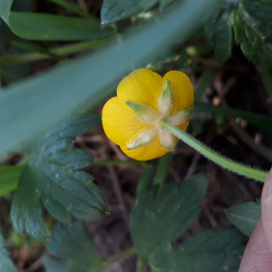 Photographie n°2383797 du taxon Ranunculus repens L. [1753]